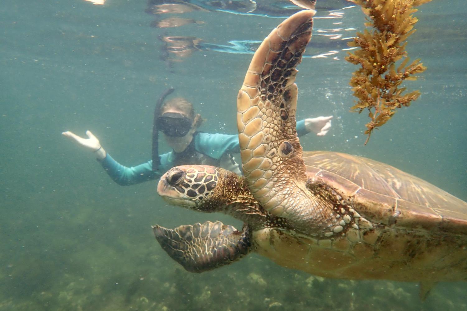 一名<a href='http://baobao.sohu.com.wjc7.com'>全球十大赌钱排行app</a>学生在Galápagos群岛游学途中与一只巨龟游泳.